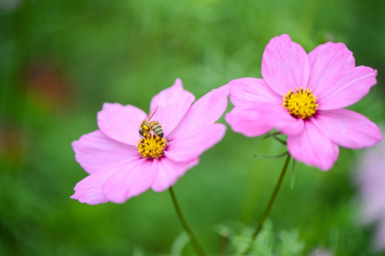 小蜜蜂与波斯菊