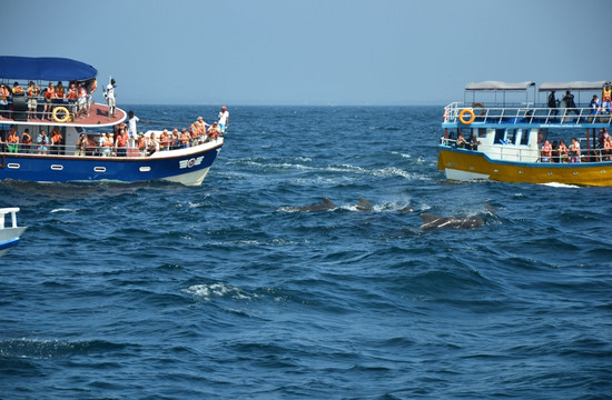 印度洋观鲸鱼
