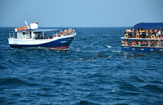 印度洋上观鲸鱼