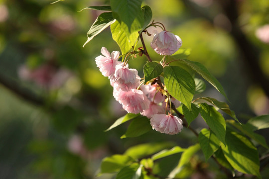 花 桃花 桃树 果树 绿植