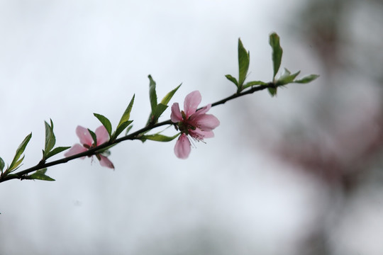 花 桃花 桃树 果树 绿植