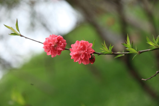 花 桃花 桃树 果树 绿植