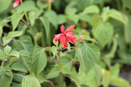 一串红 爆仗红 象牙红 花 鲜