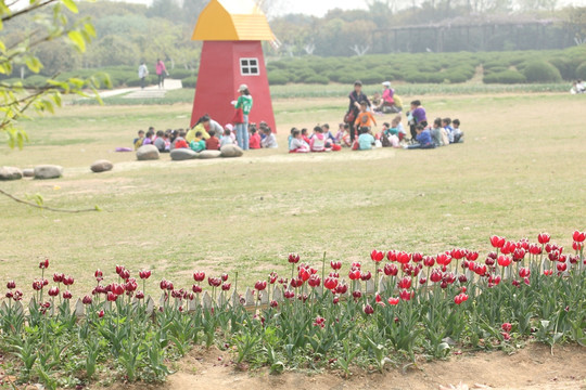 花 鲜花 花园 郁金香 国花