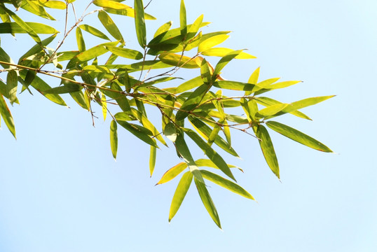 竹 竹子 竹叶 叶子 绿叶