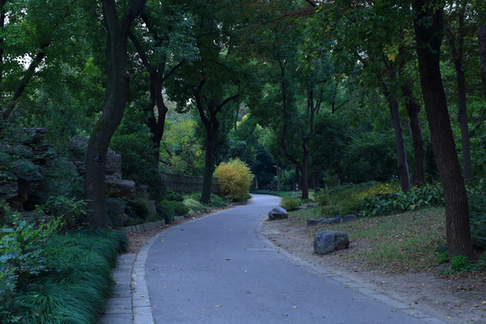 树林里的路