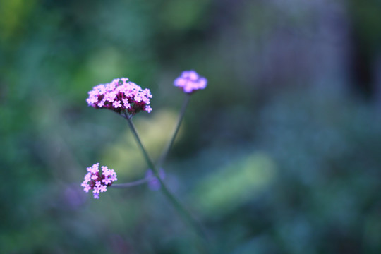 紫色的小花