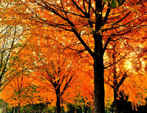 银杏树林的浓浓秋色