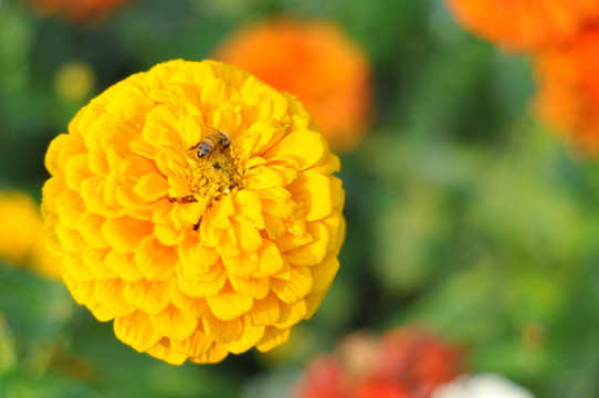 菊 日头花 菊花 菊科 公园