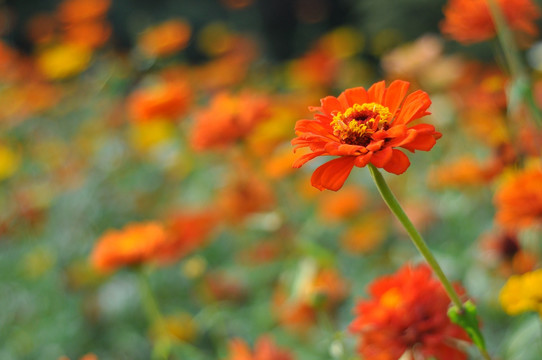 菊 日头花 菊花 菊科 公园