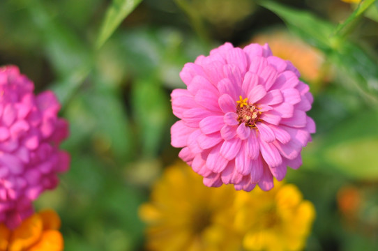 菊 日头花 菊花 菊科 公园