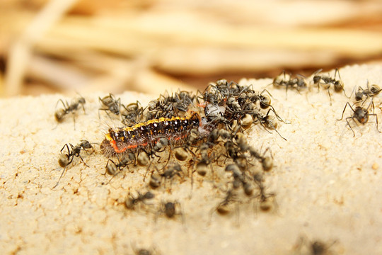 黑蚂蚁觅食