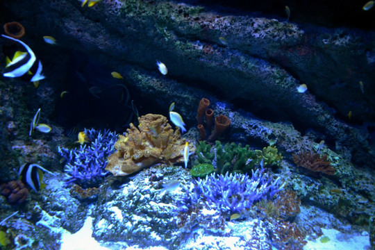 海底 珊瑚