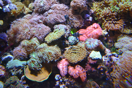 海洋生物 珊瑚