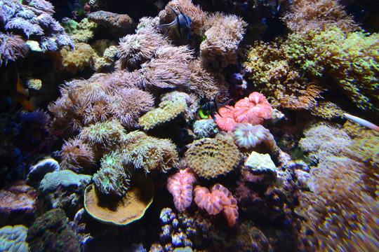 珊瑚 海洋生物