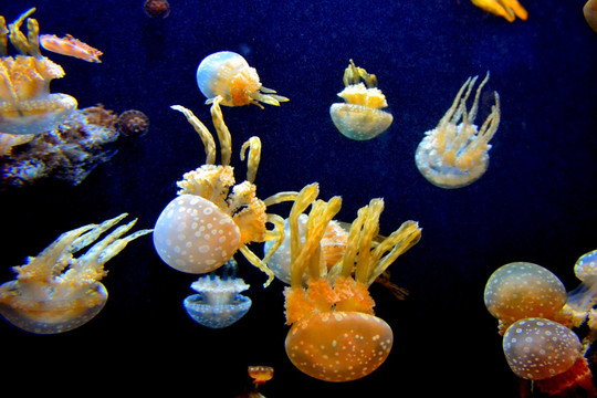 海洋生物 水母