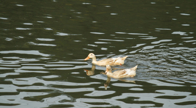 鸭 家禽 水产养殖 一群鸭