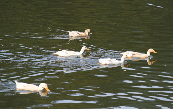 鸭 家禽 水产养殖 一群鸭
