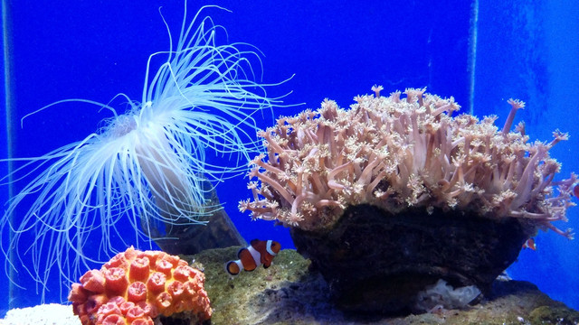 青岛海底世界 海洋生物