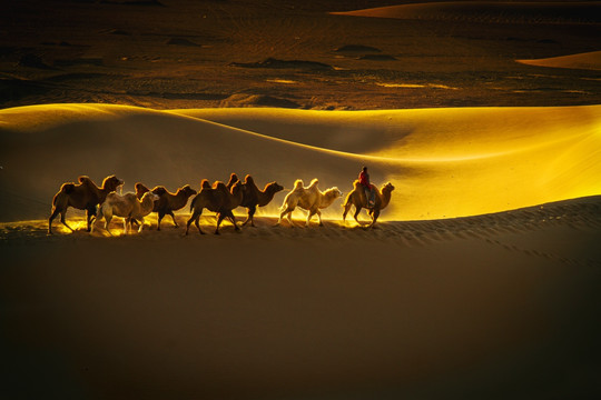 沙漠骆驼泡影