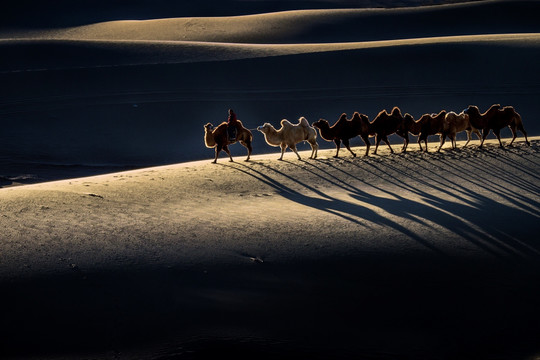 沙漠骆驼泡影