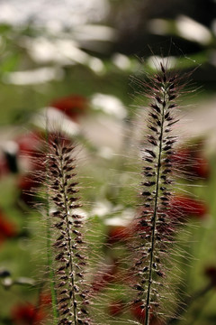 狗尾巴草