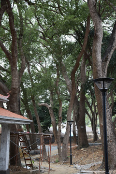 公园工地 香樟公园 百年老树
