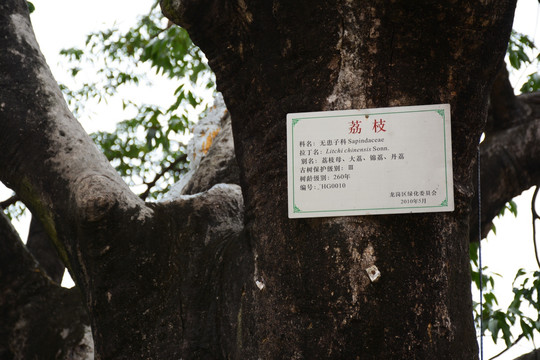260岁老荔枝树