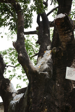 300年老荔枝树