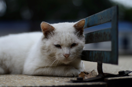 乒乓球台上的流浪猫