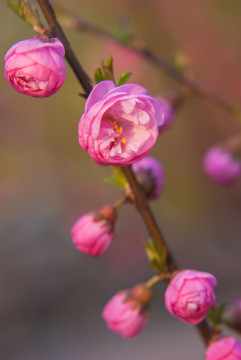 桃花