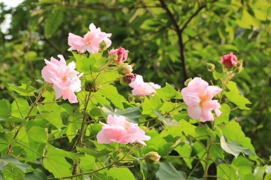 芙蓉花