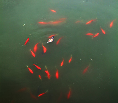 水中红鲤鱼与乌龟