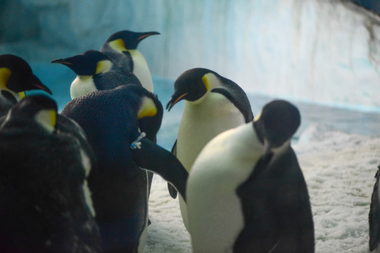 一群南极企鹅