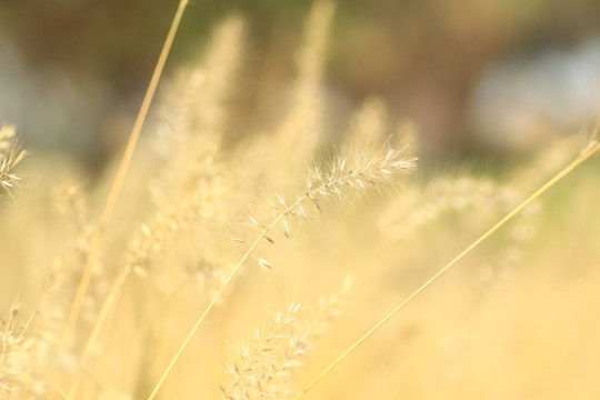 狗尾草毛毛草逆光图片 植物 野