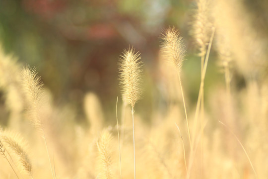 狗尾草毛毛草逆光图片 植物 野