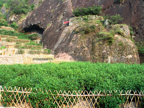 武夷山大红袍茶树