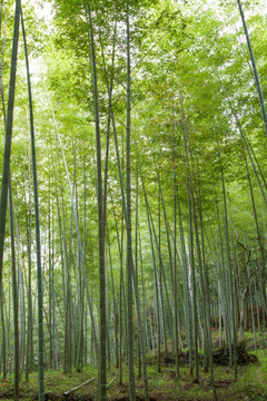 武夷山毛竹林与竹笋