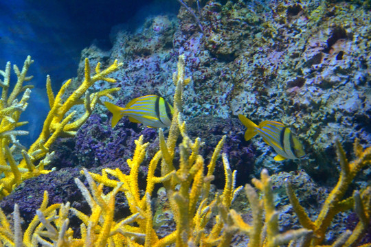 热带鱼 珊瑚