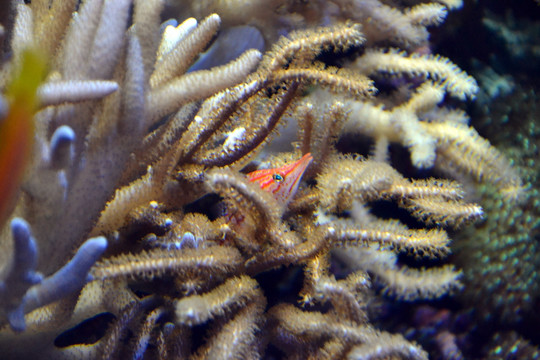 海洋生物 海底世界