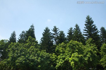 丛林风景