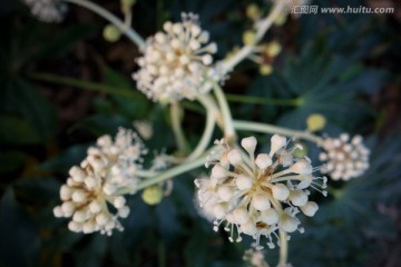 白花植物