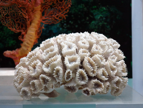 短枝杯形珊瑚