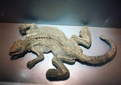 鹦鹉嘴龙 化石