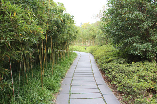 竹径小路