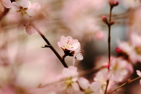 桃花