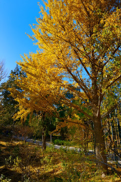 秋日的银杏树