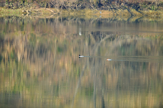 中华秋沙鸭在如镜的修河中漫步