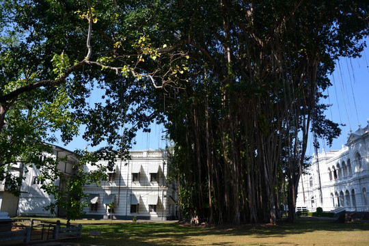 斯里兰卡国家博物馆外榕树