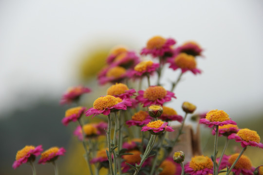 花卉